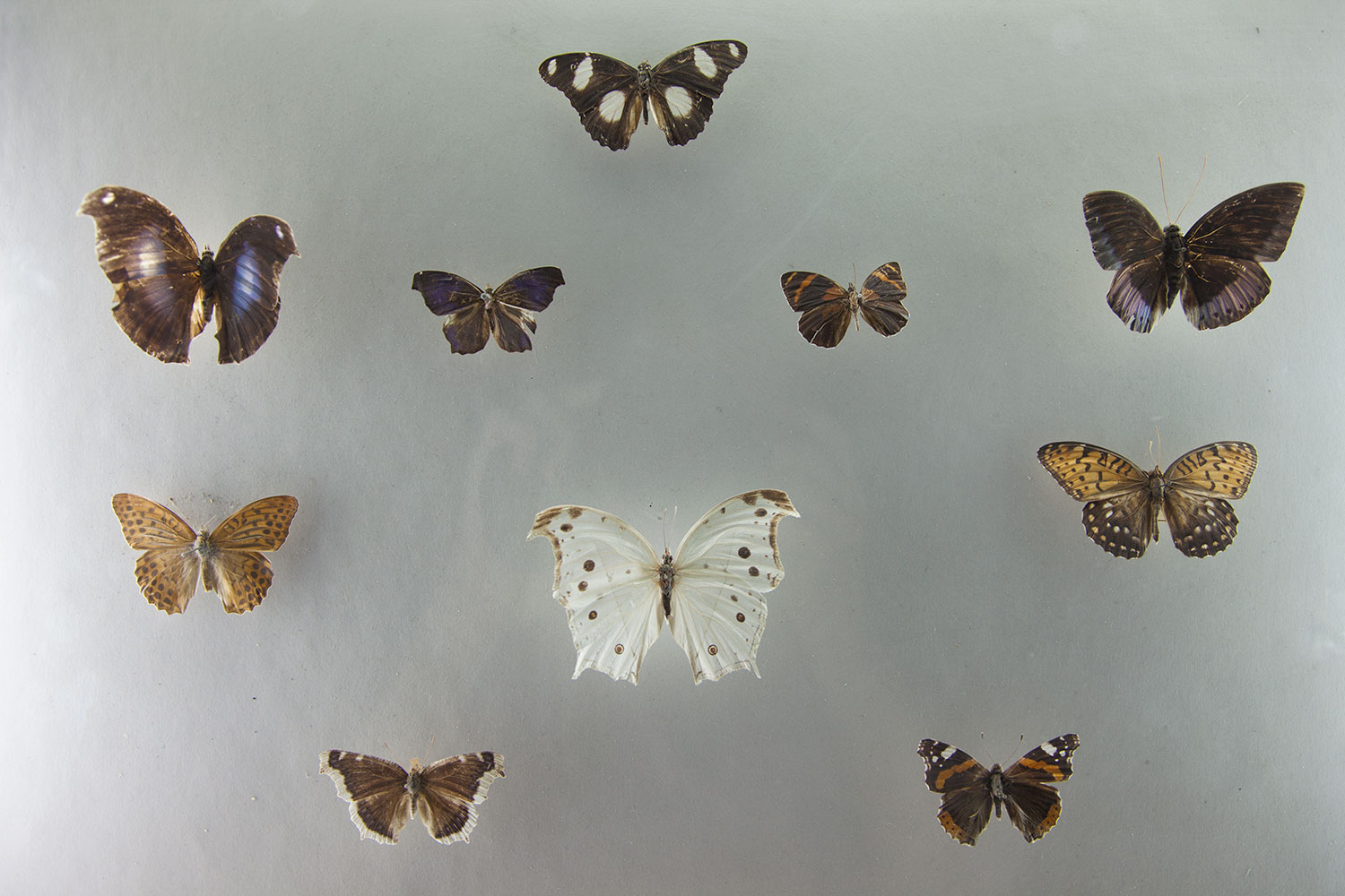 Rivadavia mariposa
